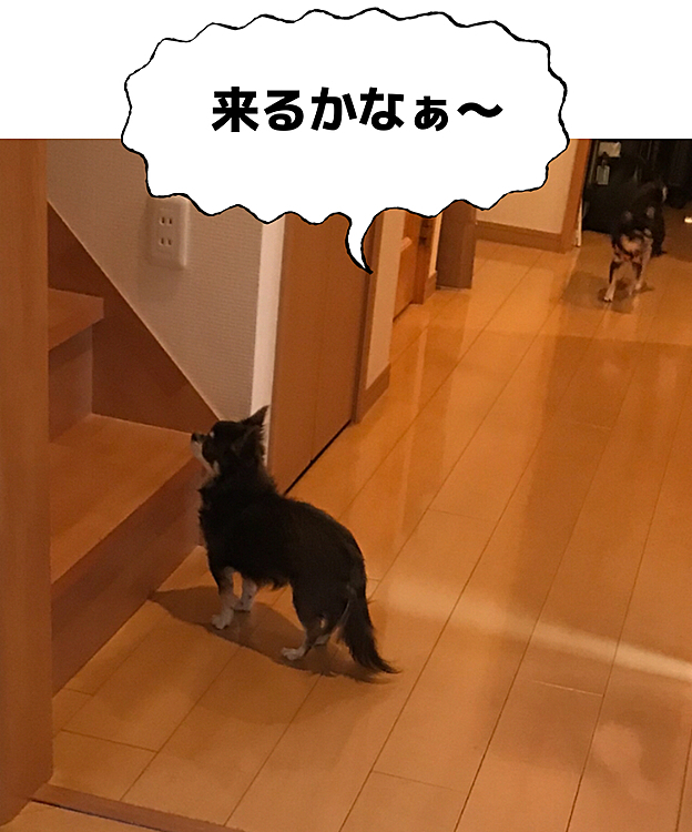 もう帰った娘と孫が降りて来るのをずっと階段の下で待ってるベル❣️
もう居ないよ！と何度言っても気がつけば階段の下😅健気だなぁ〜❣️❣️
