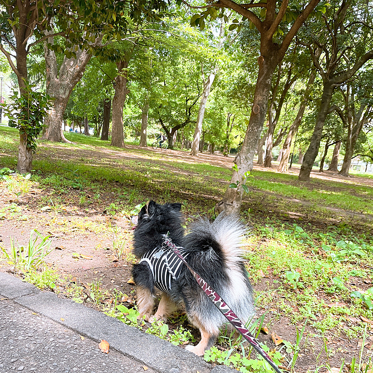 
今日はお休み🍀

のんびり森林公園へ行ってきました🌳
もう暑いですね〜🔆
オトモダチも少なかったです🐾

もう皆さん夏の散歩時間にしてるのかな？

