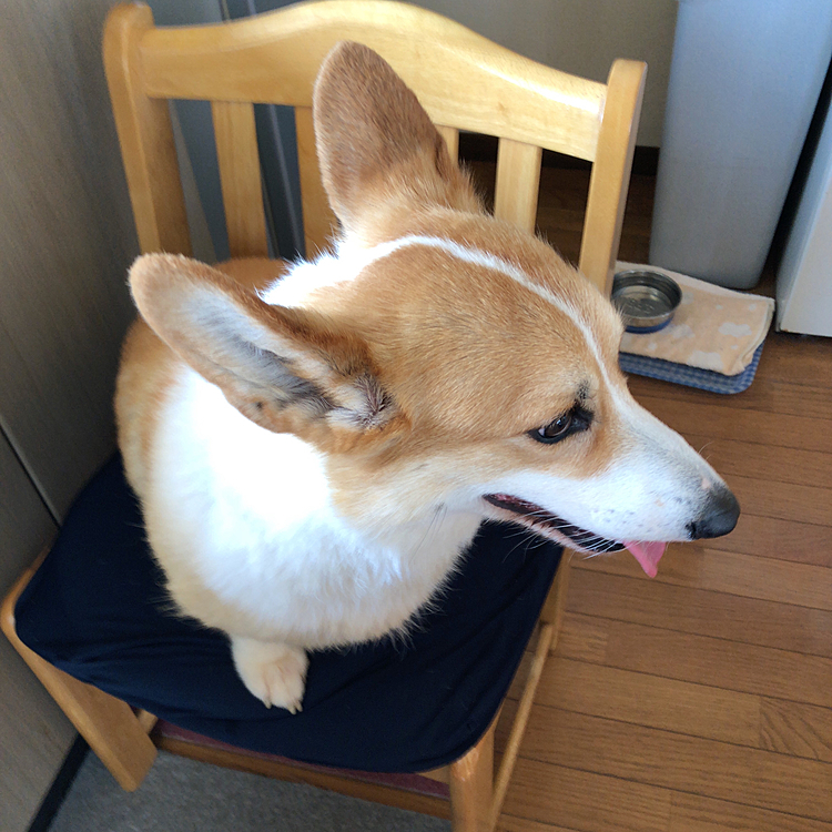 でもね？
ボクたんは、乗れるけど。。下りれないのさ🤣🤣🤣
抱っこして下ろしてくれるの待つのさ💦