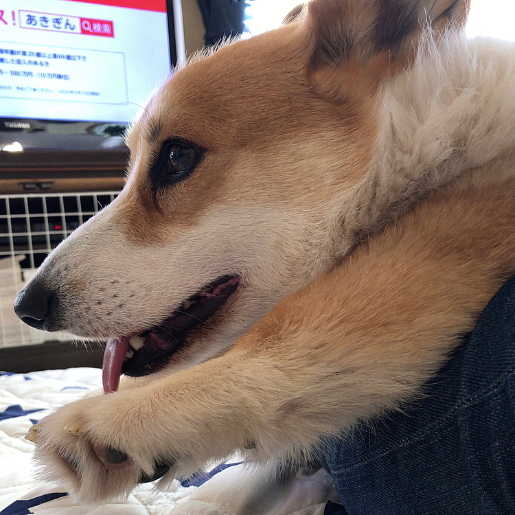 その後は私の足に乗ってリラックス💦
まある、飛んでまーす🤣🤣🤣笑笑
足浮いてる🤣🤣🤣
足短いな〜🤣🤣🤣