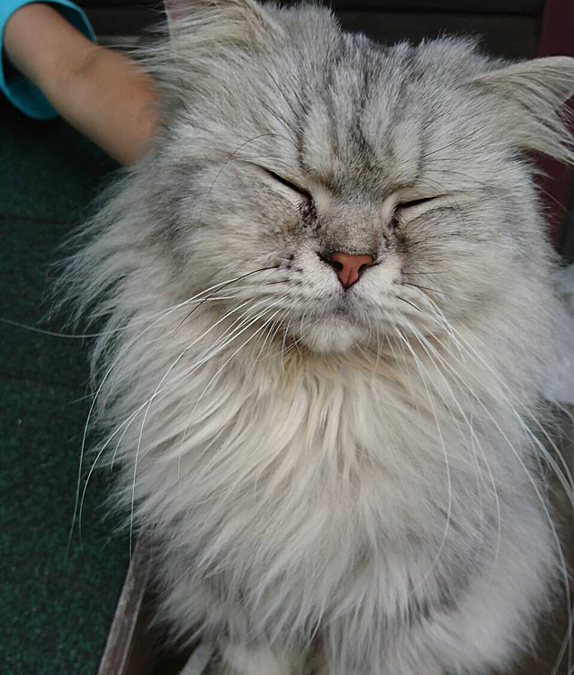 猫さん1週間トライアルです！
見た目はもふもふだけど触ると皮膚の近くがガジガジに毛玉になってます…

お風呂に入れたけどバリカンで丸刈りにしないといけないくらい酷い…どこも今日はトリミング出来ないって(´;︵;`)
