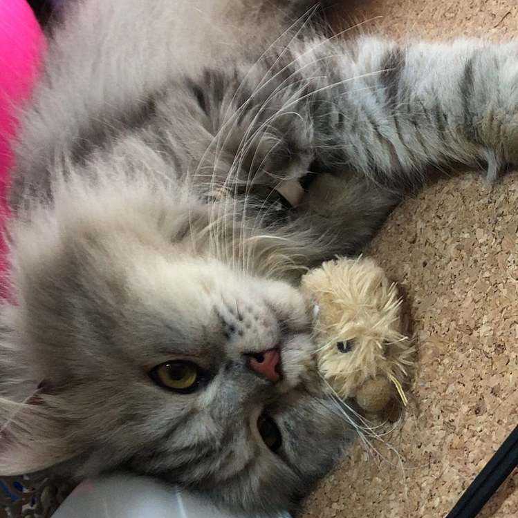 探索し終えてハルちゃんのオモチャを枕に…ハルちゃんを上回る図太さꉂ(ˊᗜˋ*)

トイレ覚えてない状態で床に下痢…またお風呂に戻りました(´･×･`)
健康診断で異状は無かったけど下痢気味っていってたなぁ