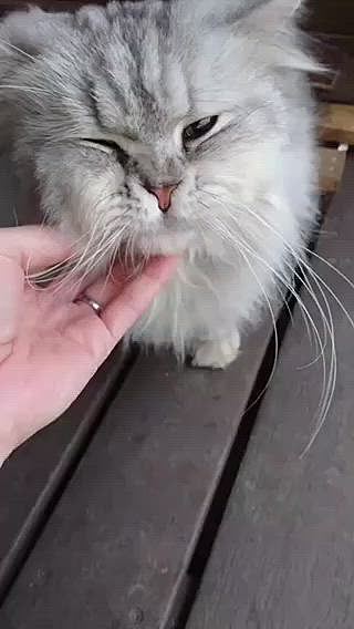これも送って頂いたものです！
懐っこくて可愛いです*.(๓´͈ ˘ `͈๓).*

引き取ってから病院行く予定でしたが、相性悪かった時にお金だけ使わせたら悪いからって、病院に連れて行って血液検査とレボリューションもして頂いて(´･_･`)申し訳ないです。

5～9歳で病気なしだそうです！年齢の幅が凄い…
マイクロチップついてなくて断定は出来ないけど、もしかしたら純血のペルシャじゃないかと言ってましたが、元飼い主さんよく捨てれましたね…