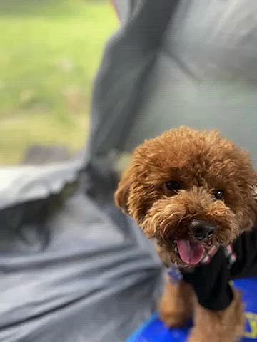 今日は里山でマッタリ⛺️
冷やし中華があったのですが、今日は26度とそこまで暑くなくて冷やし中華の気分では無かったのでパパさんリクエストのジャージャー麺にトライ❣️

肉味噌を作るの面倒なので、この地方ではお馴染みの味噌調味料で作ろうと思ったのですが残量がほぼゼロ😓
焦ってパントリーを探したらストックがあり一安心☺️

よくケンミンショーとかでやる愛知県民の内容にそんな事無いよーとツッコミ入れますが、この味噌調味料がどこの家庭にもあるのは本当です😆

食べたら恒例のお昼寝タイムです😪💤
