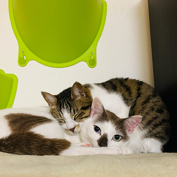 オヤスミ💤(=^ェ^=)