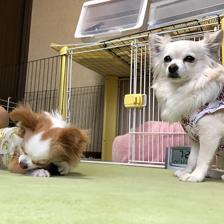 おはようございます😄
今朝は霧雨が降ってて、止むのを待ってました👍
小雪は『まだお散歩行かんの❓』
小春は『カミカミ…カミカミ…』