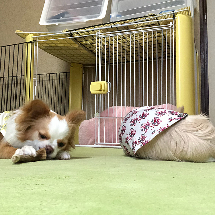 小雪が拗ねました🤣
やっぱり小雪(静)と小春(動)ですね😂