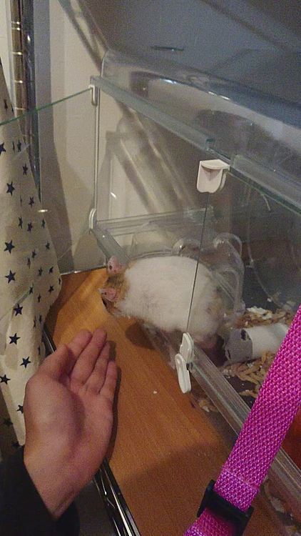 出してあげると、超慎重😅

部屋んぽ中はのんびりもっちゃんなのに、ゲージに戻るといつも強気で怒ります😁