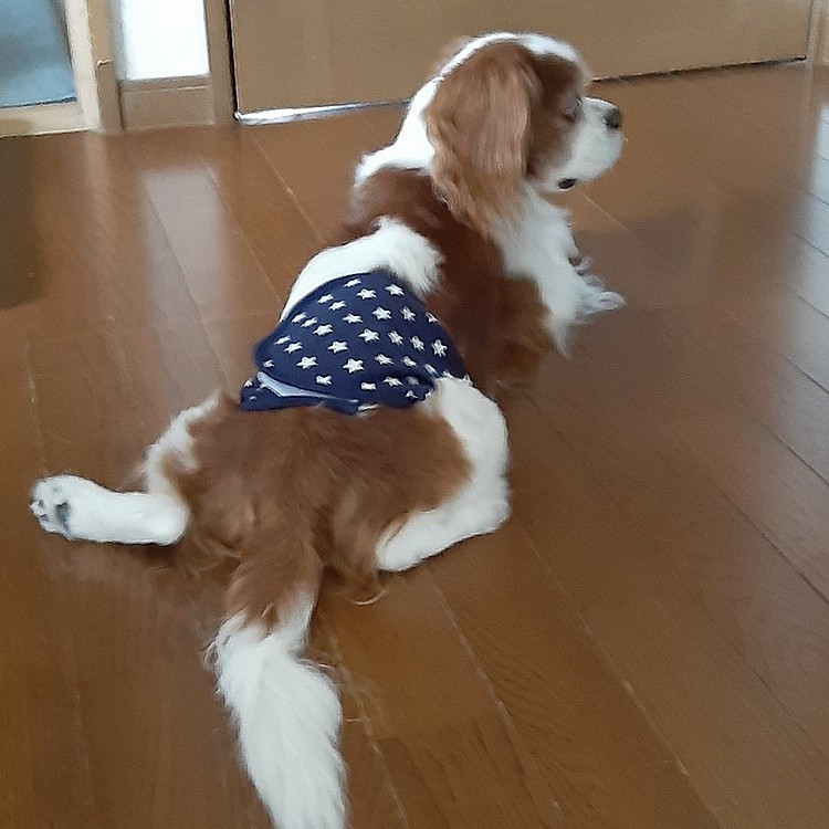 こんにちは。
ドアの向こう側が玄関になります。
こうやって家族の帰りを待ってくれてるんですね🎶