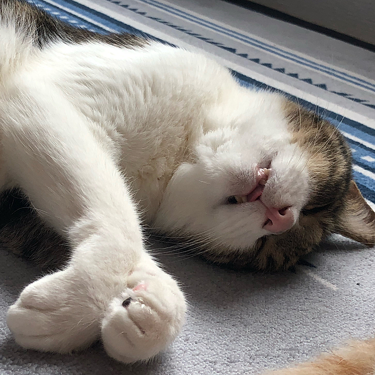 爆睡中💤