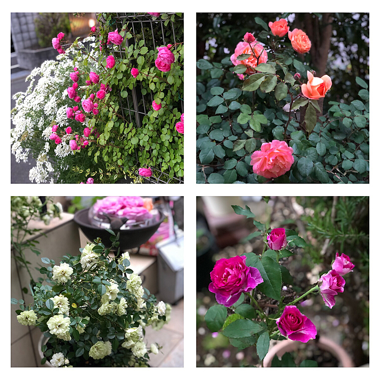 今日の薔薇コーナー🌹🎺🎺🎺🌹😆