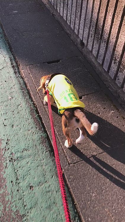 昨日はワンちゃんに会って吠えられてビビったね🐶🧢💦😅
