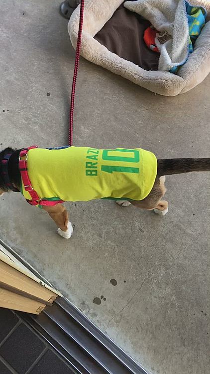 お散歩の準備〜❣️
早く行こう〜🐶🧢

今日も元気にいっぱい歩いて来たよ🐾🐾

夕方から雨☔️
明日はお散歩行けないかな❓🥺