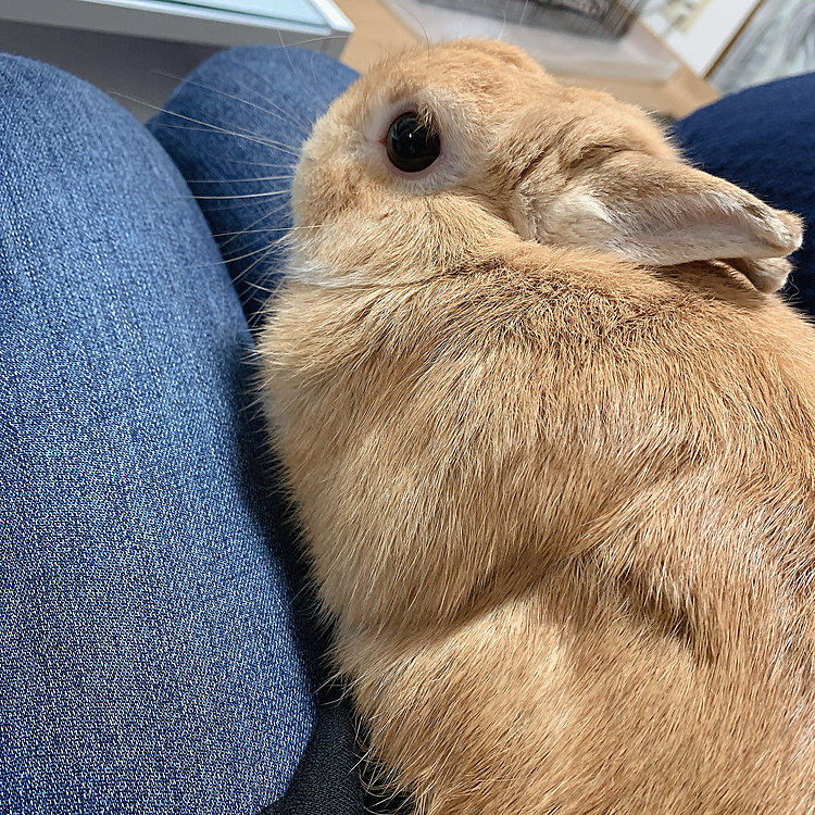うちにいる唯一の男の子moca💖美形なうさぎさん🐰