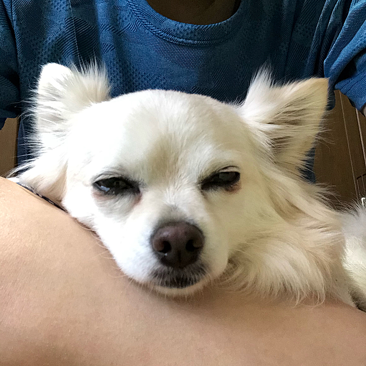 おはようございます☁️
月曜日の朝。
小雪はネムネム💤です🤣
この後、お散歩に行ってきました🎵🐶