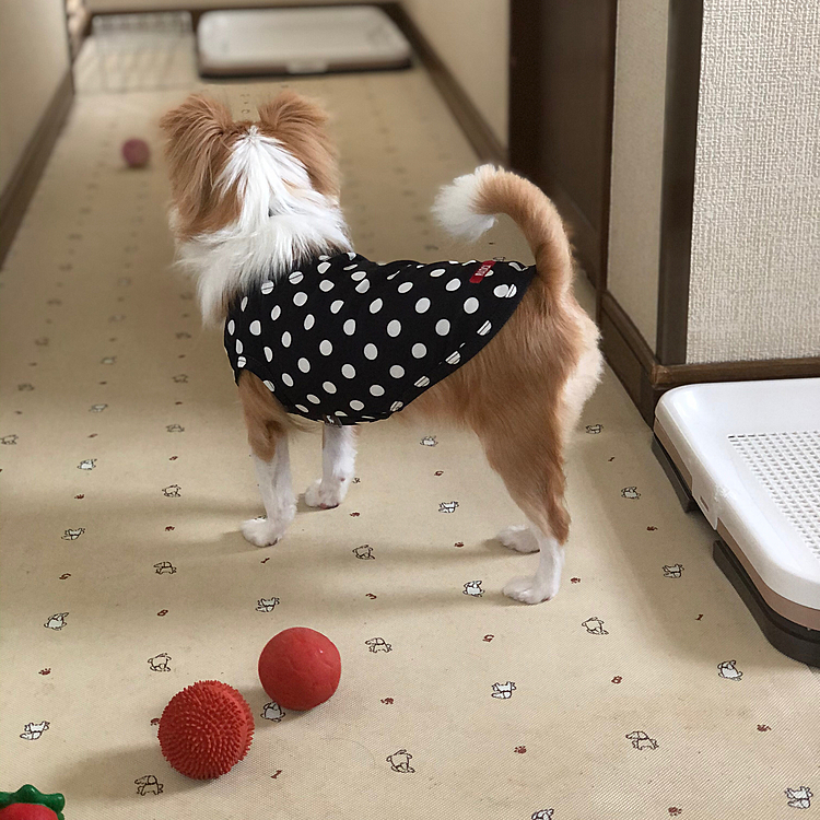 小春はボール遊び🎵🐶
でも、あんまり好きじゃないボールは持って来ず…見送ります🤣
