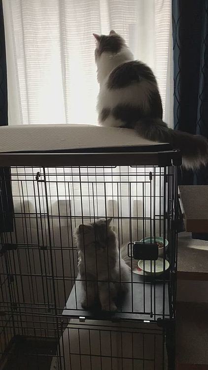 ご飯あげてるところにハルちゃん突撃!
ふーちゃんのお顔くんくんしてからお外見てます!
ふーちゃんは撫でて欲しくて顔がめり込んでますꉂ(ˊᗜˋ*)