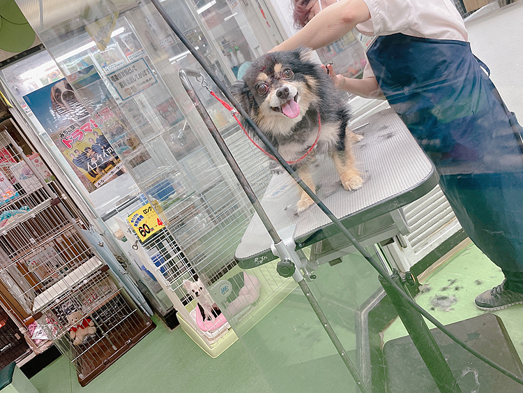 
夏恒例🔆お待ちかねの丸刈り坊主です🐯

シャンプーはしたばかりなので
今日はカットのみ✂️⭐

すぐ終わるとの事だったので
わたしも店内で待ってました😊

緊張してるくせにニコッといい笑顔✨笑

