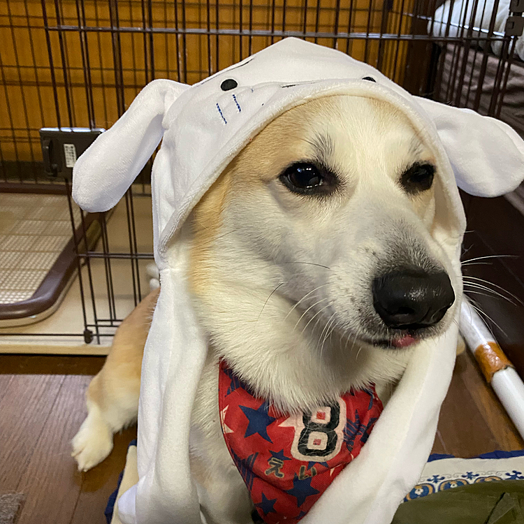 パパとママがお出かけから帰って来てお土産を買って来てくれた〜
何か被せられた〜(￣∇￣)