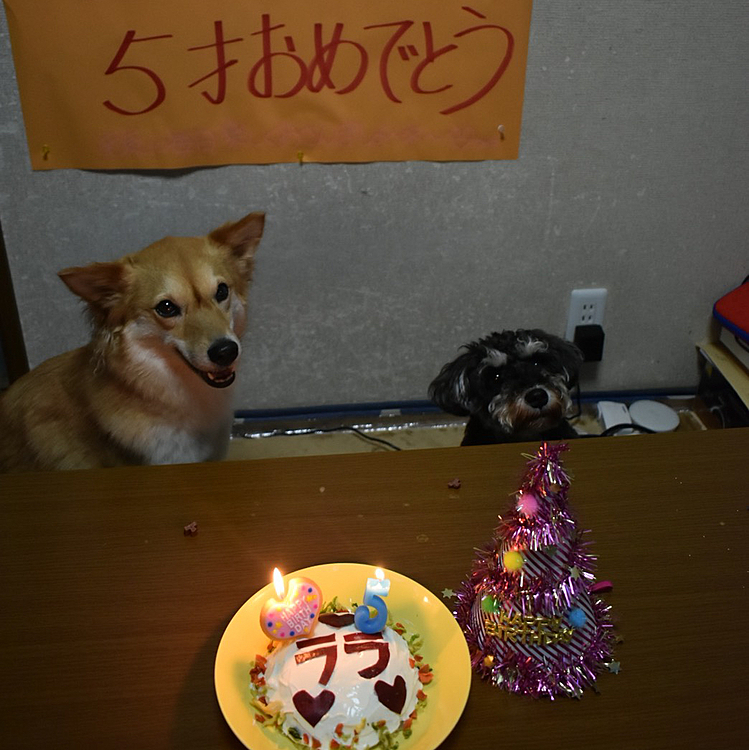 こんばんは🐶
今日は、ララの５才のお誕生日でした😍
さつまいもとヨーグルトのケーキを作りました🎂喜んで食べてくれました〜❣️