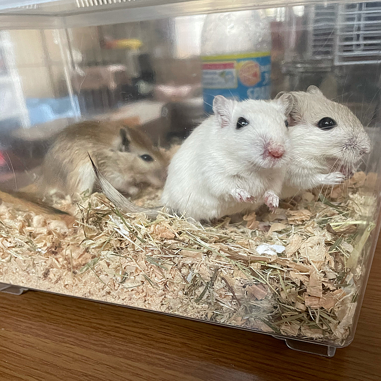 ニューフェイスのジャービル３姉妹🐭🐭🐭
今日、里親になりました😊
チャ、シラコ、ネズコです❣️
よろしくお願いしますね〜😆