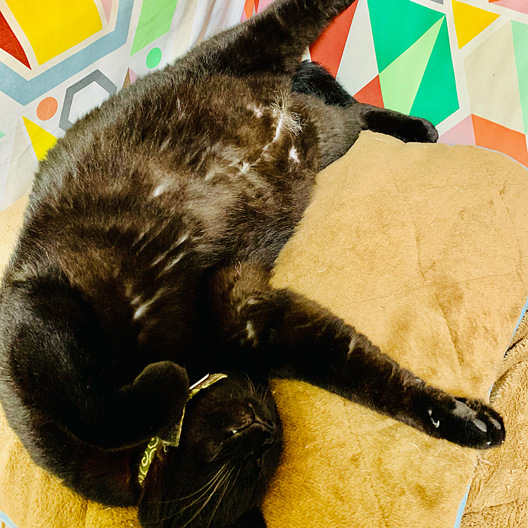 オヤスミ〜💤(=^ェ^=)