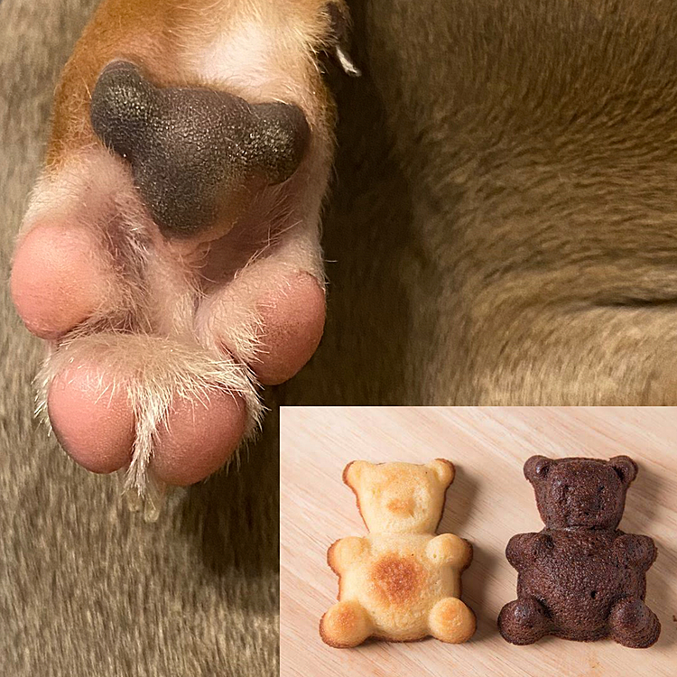 サリの足の裏がクマのお菓子に見える🧸