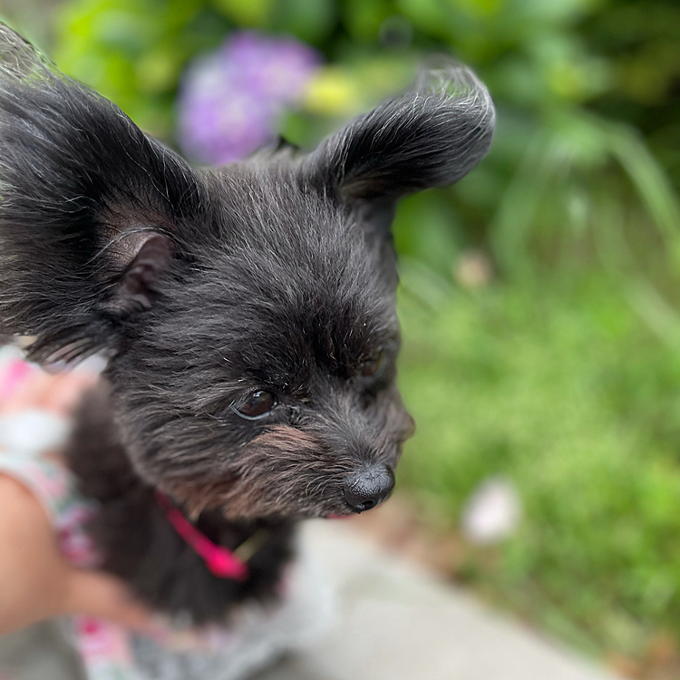 珍しいお耳ピーンのハピさん💕
狂犬病の注射と一緒に薄毛の相談。待合室が混んでたので病院のドッグランへ…貸切なのにハピさん抱っこ要求で走らす😅
