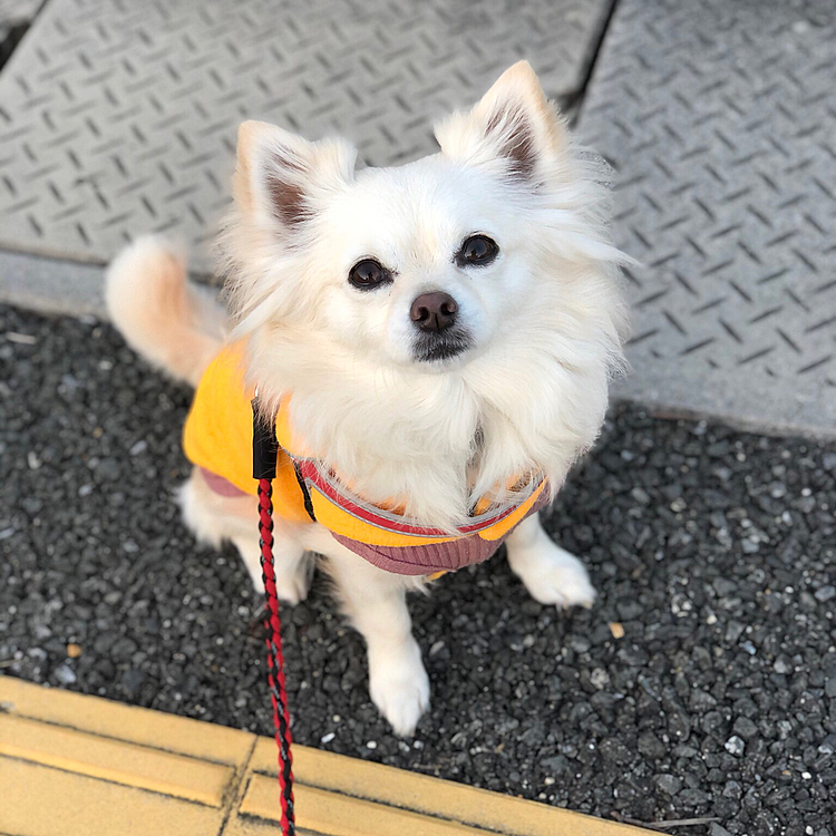 おはようございます😊🐶
今日も1日、頑張っていきましょう✨