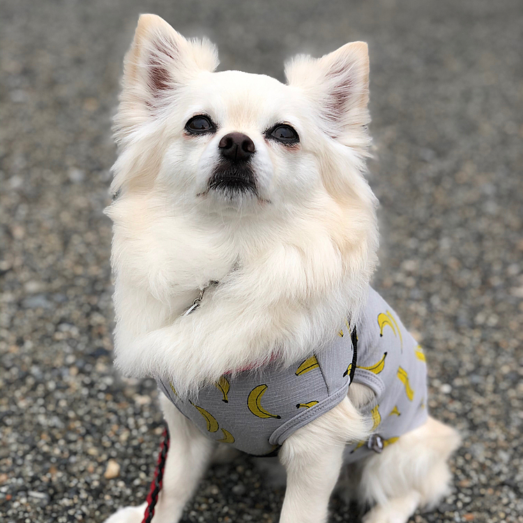 おはようございます😄
小雪は今朝も元気いっぱいお散歩してきました🎵🐶
蒸し蒸しするけど、ルンルン🎵ランラン🎵だったね👍😊