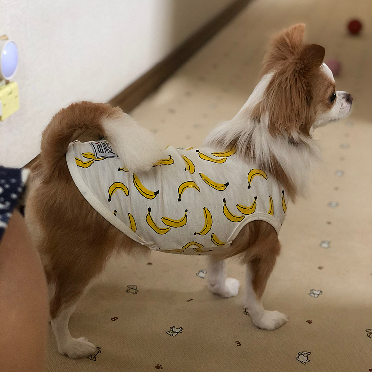 小春はボール遊び〜🎵🐶
一階の音が気になったね❓
小雪が小春に内緒でモーニング食べてるのがバレたかな🤣