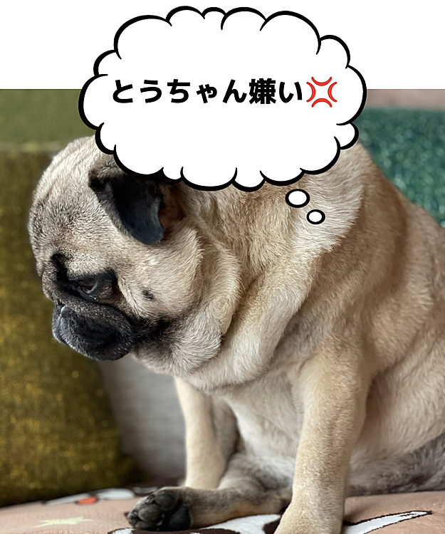 トリマーさんシャンプー行ってきました🐶
いつも通りすねまるです🥲
