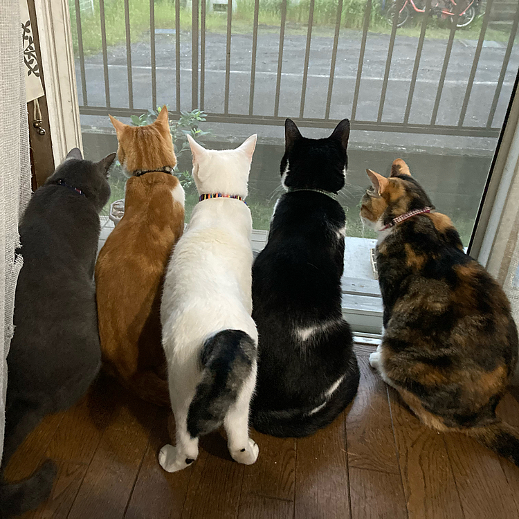 お外にニャンかいる？？？