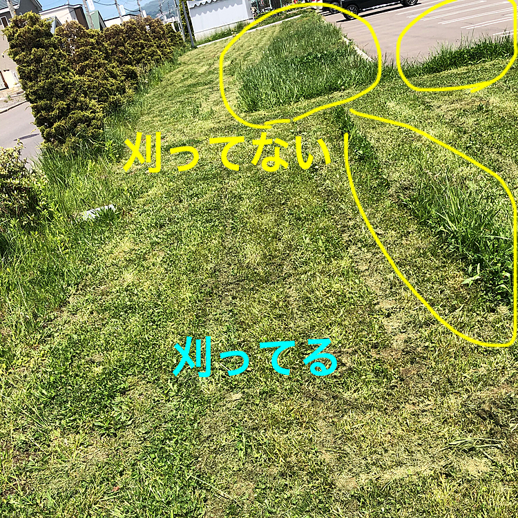 いつもの草むら、どうやら草刈り入ったらしいんですが何故か中途半端😳
なんで❓❓😅💦