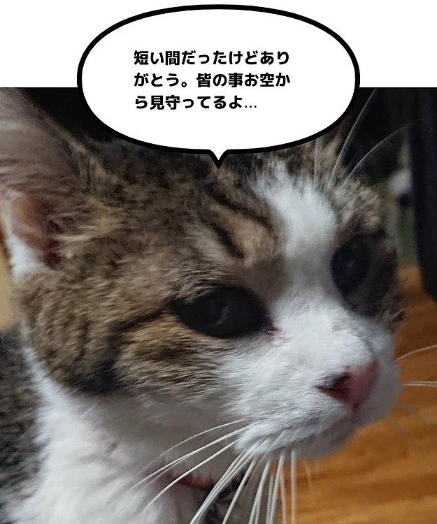 ハク豆ちびにゃんの投稿