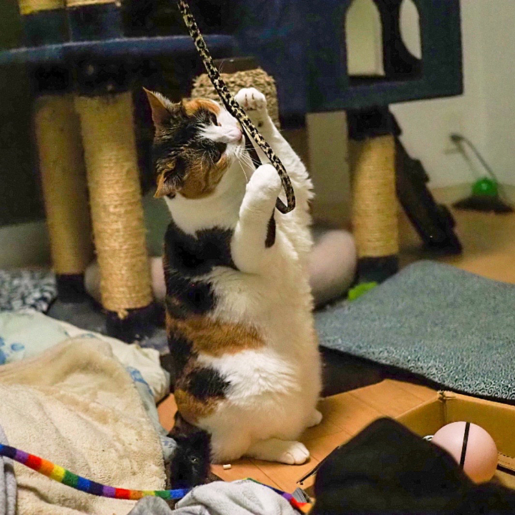 ガッチリにゃ