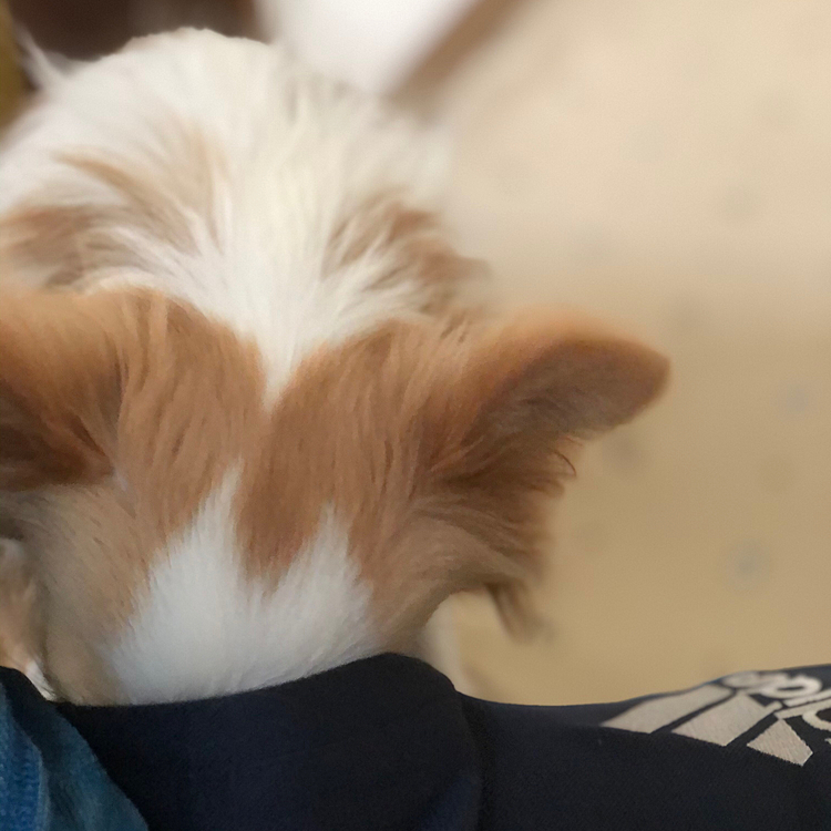 小春は朝から絶好調💩🐶
千本ノックして遊んでたら…
いきなり持ち物検査❣️
ホンマ抜き打ちでびっくりするわぁ🤣
