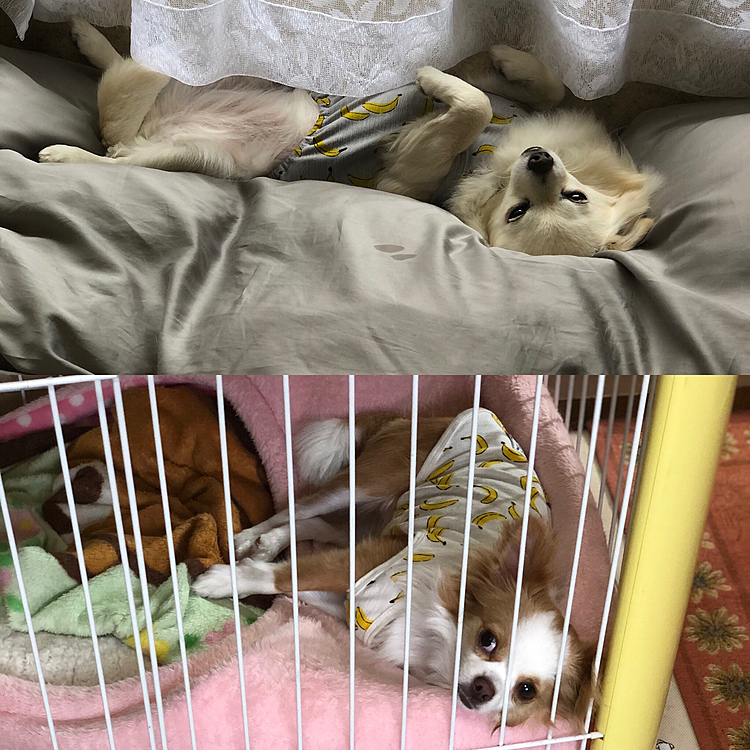 これは昨日の朝、私が仕事に行く直前
小雪は思いっきりヘソ天で寝る気満々🐶
小春もまた寝る気満々🐶
2人とも目だけでお見送りです…毎日🤣
