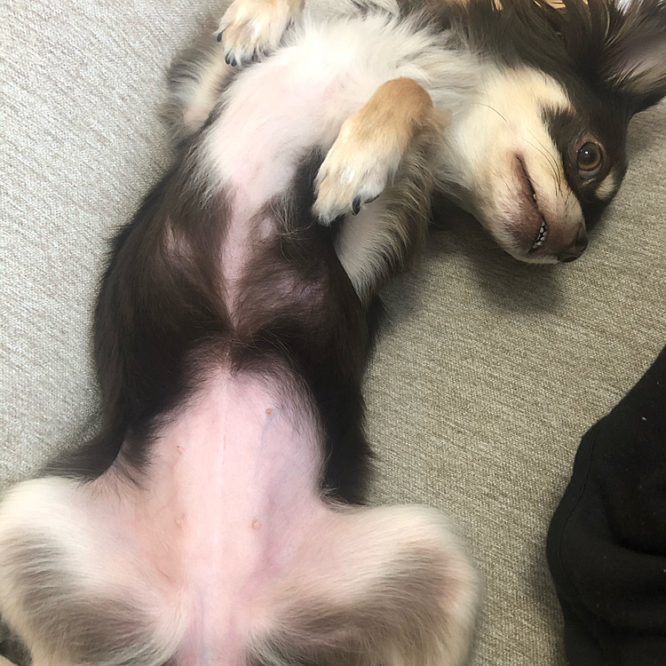 お腹、まっすぐ上に向けて毛がないのもバレバレ、おっぴろげてますよ😅