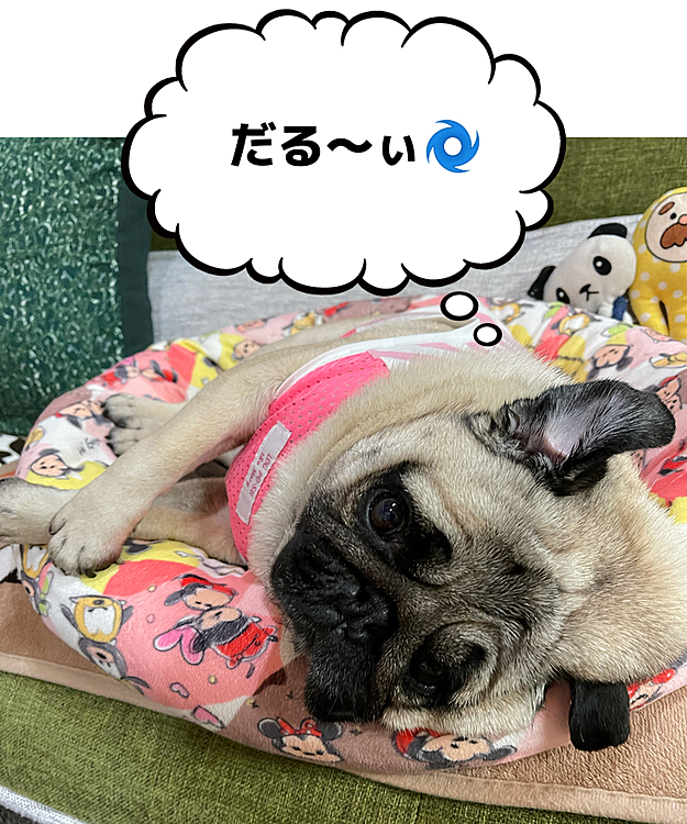 ししパパの投稿