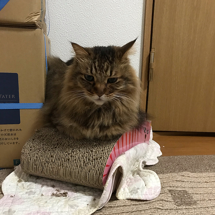 爪研ぎの上で、ちょっと、フ　キ　ゲ　ン