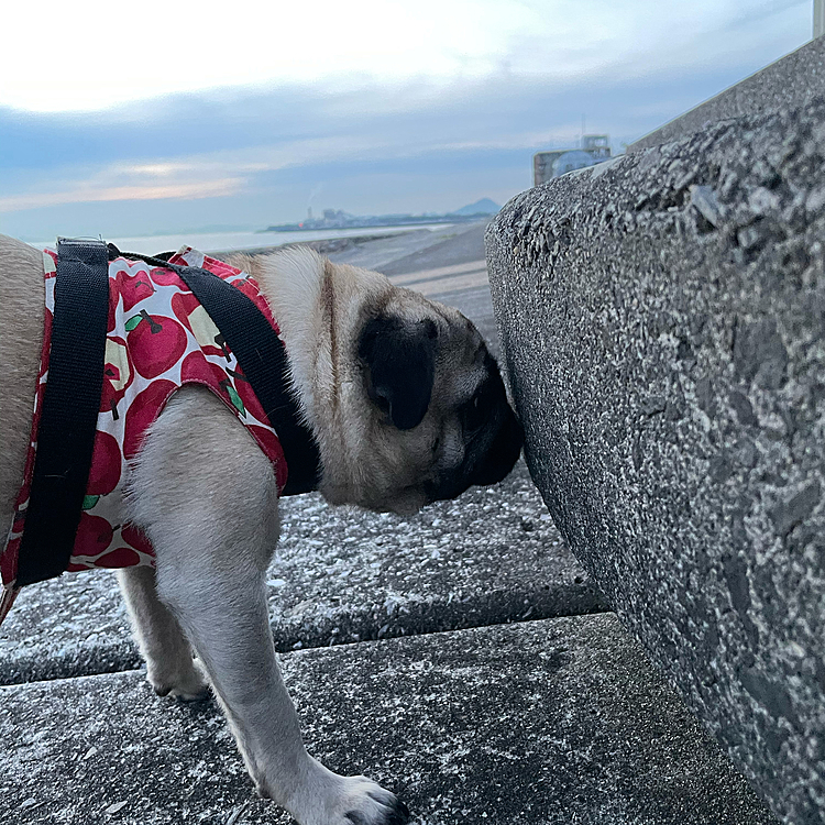 2021/5/19
クン活中です🐽
おと地方、今日は少し気温が低くて過ごしやすかったです🌤