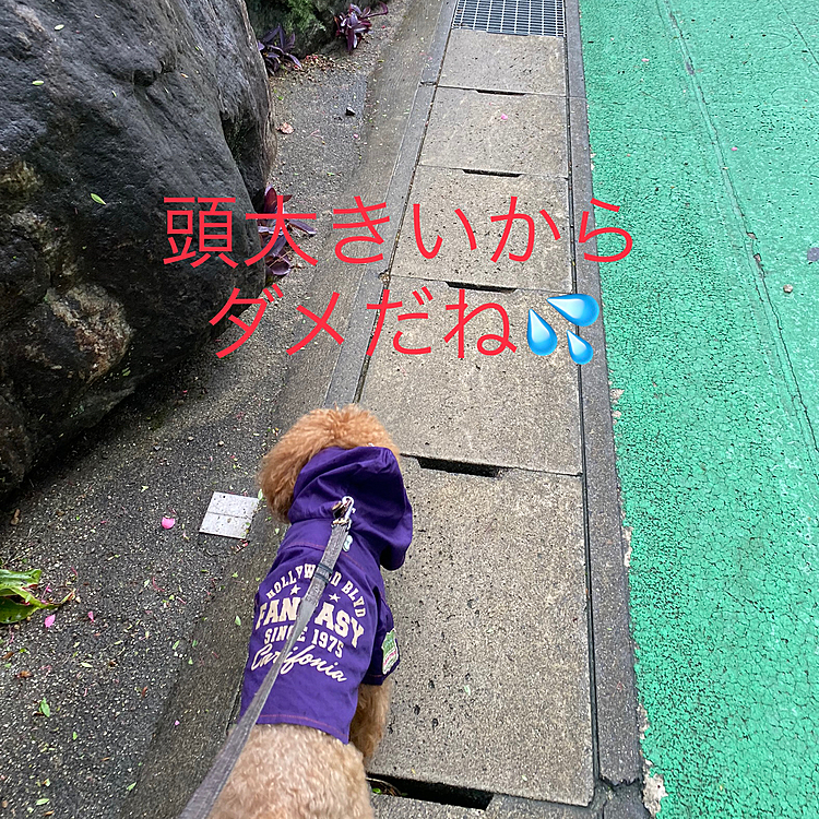 でも2日ぶりのお散歩だし傘をさしてあげながらお散歩続行しましたが、帰りたそうなハッピー💧