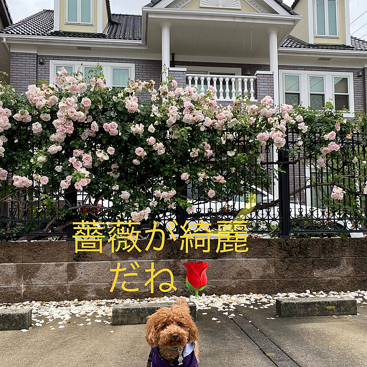 ご近所クルクル何とか30分ほど頑張りました🐾