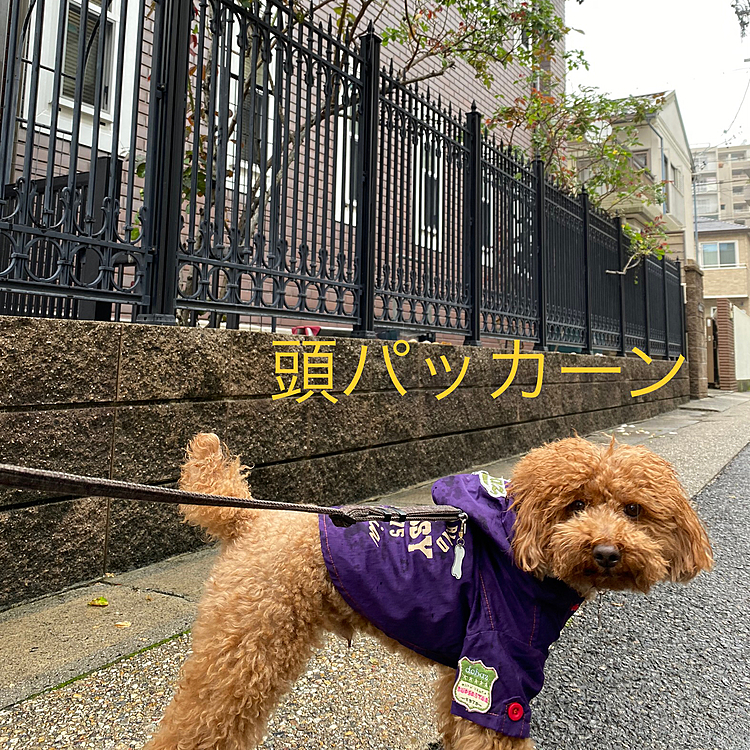頭パッカーン、そして真ん中にツノが🤣