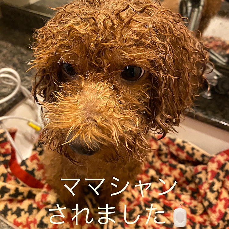 本当は明日ママシャン予定でしたが、帰宅後お風呂へ直行していきなりシャンプーされたハッピーでした😓