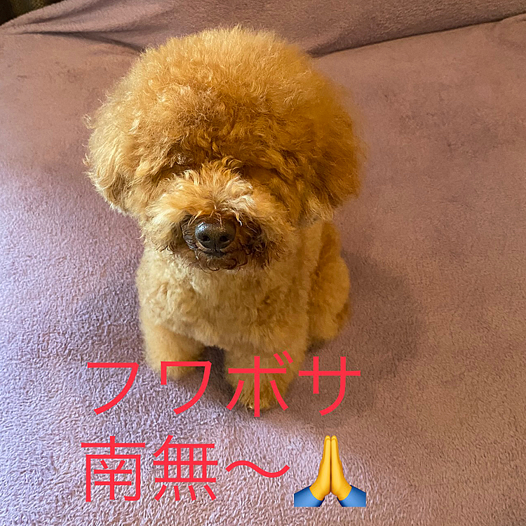 ドライヤーの後に体重測定したらまさかの4.7キロ😱
5月1日の狂犬病の💉で病院で測った時は4.6キロだったのに😓
少しズッシリしてるなぁとは思っていましたが、給餌料は変えていないしトッピングも控えめにしているから運動量かなぁ💧
☔️でお散歩行けなかったり、行っても短時間だったりするから完全に運動不足だなぁ😞