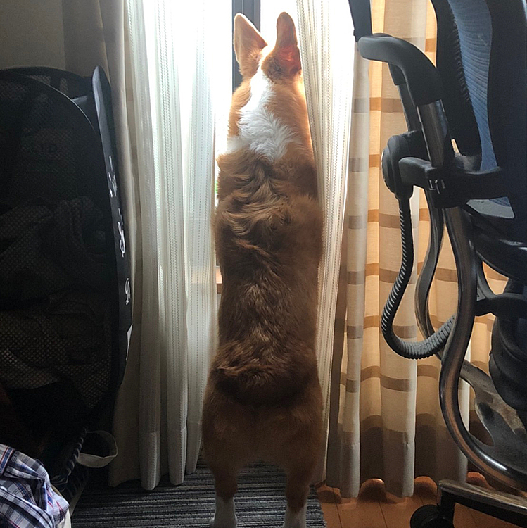 昨日の昼間はお隣のお家の屋根にカラスが止まって、カツカツ音を立てていたので、仁王立ちして警備していたそう😆
さすがコーギー警備保障の所長さんだね👍
しかしこう見るとマーチさん胴長〜🤣
小学生くらいあるね😆😆😆
