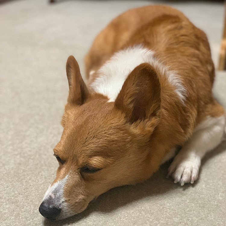 いつか感染が収まってまたお留守番の毎日になっても大丈夫かしら…なんてちょっと心配になります💦💦
