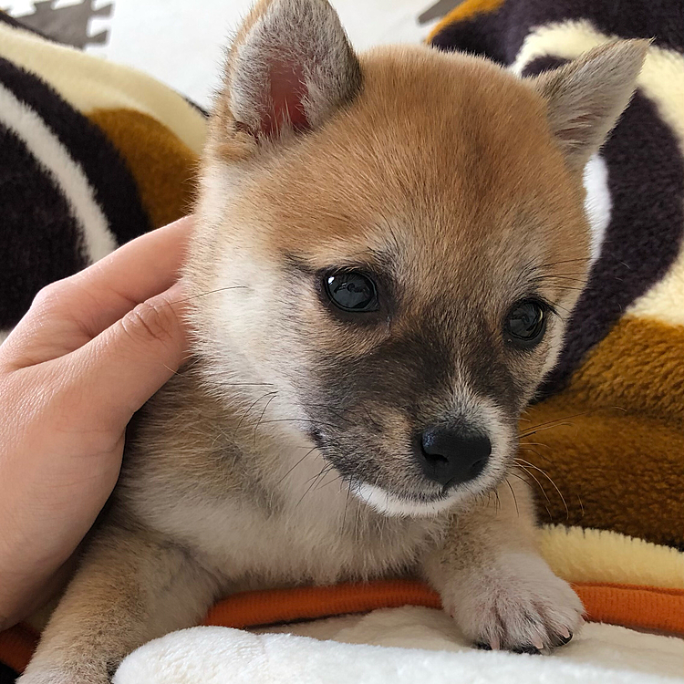 すべてが小さい🐾
子犬だし小さすぎて心配ばかりで
初めて犬を飼うのでいろいろ調べたり
揃えたりと忙しかった頃です🐾
一緒にトイレトレーニングから頑張りました❁⃘*.ﾟ